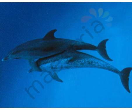 Постер &quot;Фото. Два дельфина под водой&quot;, размер 56х71