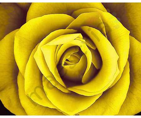 Постер &quot;Желтая роза&quot;, размер 40х50