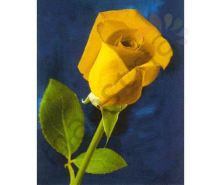 Постер &quot;Желтая роза&quot;, размер 40x50, ламинированый