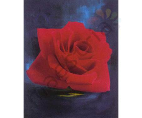Постер &quot;Красная роза 2&quot;, размер 40x50, ламинированый