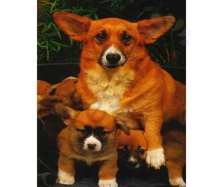 Постер &quot;Собака и щенки&quot;, размер 40x50, ламинированый