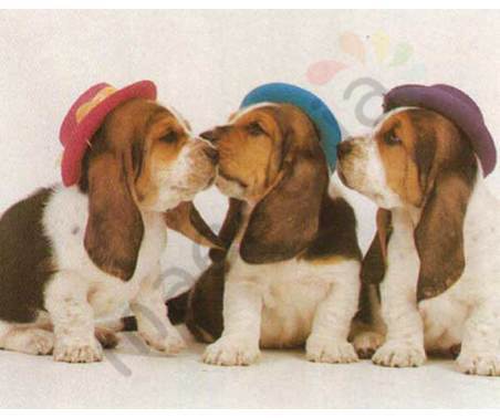 Постер &quot;Собаки в шляпах&quot;, размер 40x50, ламинированый