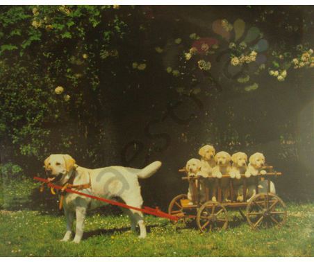 Постер &quot;Собака  и телега&quot;, размер 40x50, ламинированый