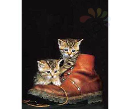 Постер &quot;Два кота и ботинок&quot;, размер 40x50, ламинированый