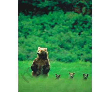 Постер &quot;Медведица и медвежата&quot;, размер 40x50, ламинированый