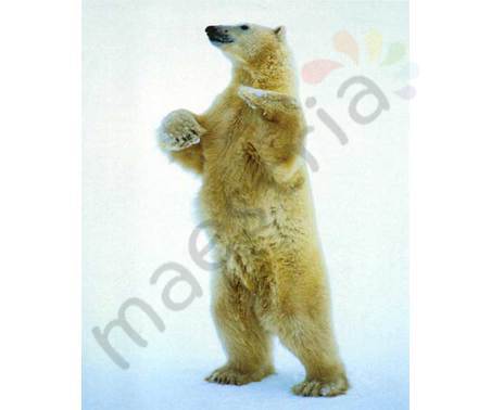 Постер &quot;Белый медведь&quot;, размер 40x50, ламинированый