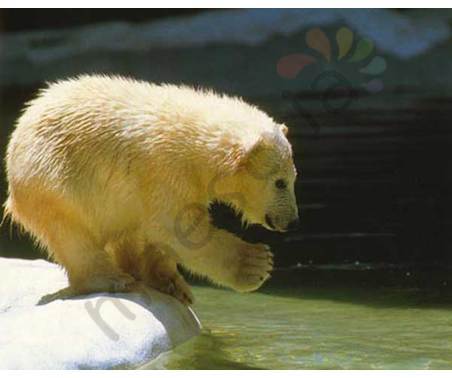 Постер &quot;Белый медведь у воды&quot;, размер 40x50, ламинированый