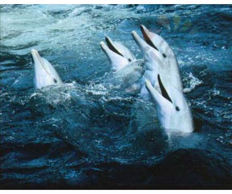 Постер &quot;Четыре дельфина&quot;, размер 40x50, ламинированый