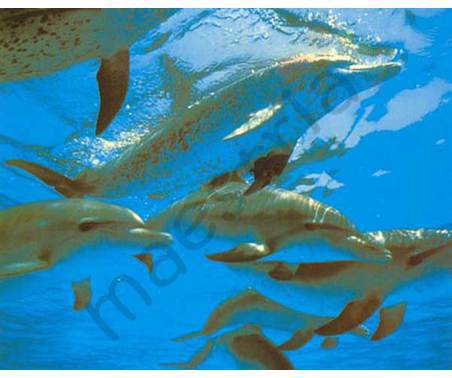 Постер &quot;Морские животные. Стая дельфинов&quot;, размер 56х71