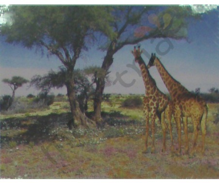 Постер &quot;Два жирафа под деревом&quot;, размер 20х25