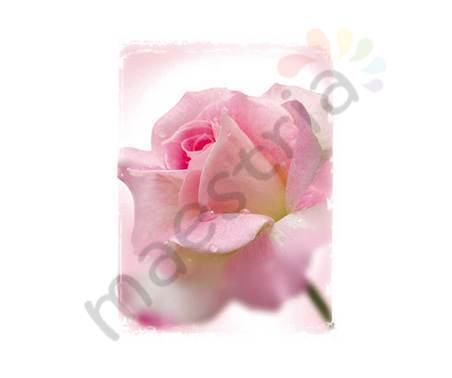 Постер &quot;Розовая роза в росе&quot;, размер 20х25
