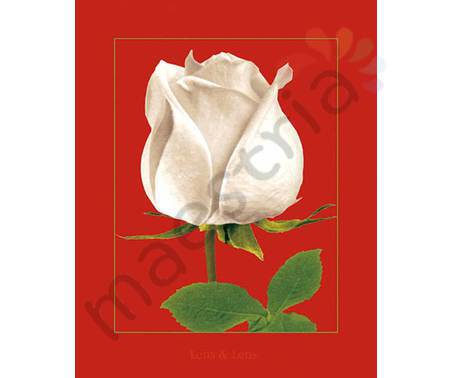Постер &quot;Белая роза на красном&quot;, размер 20х25