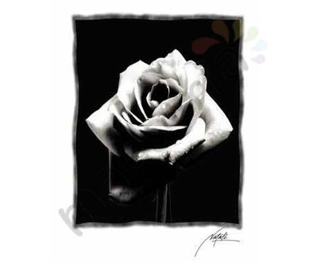 Постер &quot;Черно белые. Роза в росе&quot;, размер 40х50, ламинированный