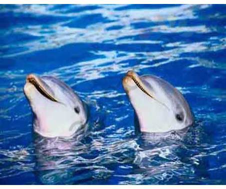 Постер &quot;Дельфины высунули головы из воды&quot;, размер 40х50, ламинированный