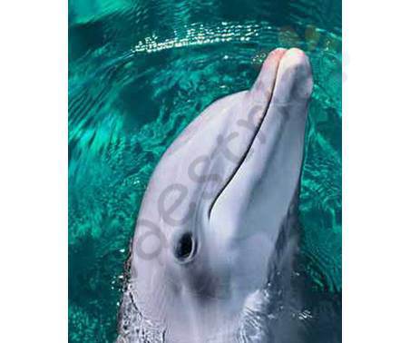 Постер &quot;Дельфин голова крупным планом&quot;, размер 40х50, ламинированный