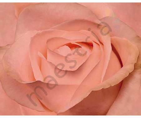 Постер &quot;Нежно - розовая роза&quot;, размер 40х50