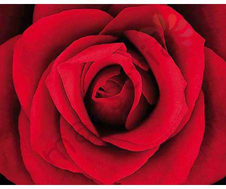Постер &quot;Красная роза&quot;, размер 40х50