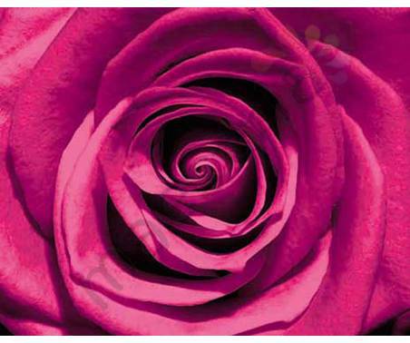 Постер &quot;Ярко - розовая роза&quot;, размер 40х50