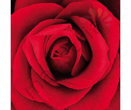 Постер &quot;Красная роза&quot;, р.69х69