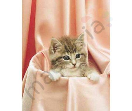 Постер &quot;Котенок в розовой ткани&quot;, размер 40х50