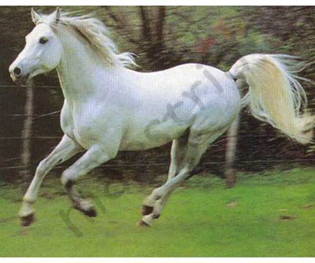 Постер &quot;Белая лошадь&quot;, размер 40х50