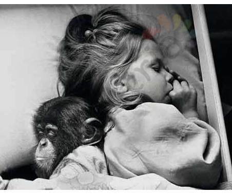Постер &quot;Девочка с обезьянкой уснули&quot;, размер 40x50, ламинированый