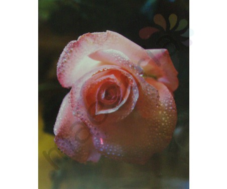 Постер &quot;Розовая роза с каплями росы&quot;, размер 40x50, ламинированый
