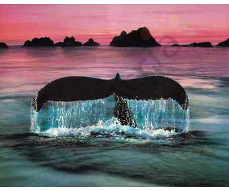 Постер &quot;Хвост кита на закате&quot;, размер 40x50, ламинированый