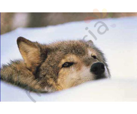 Постер &quot;Морда волка в снегу&quot;, размер 40x50, ламинированый