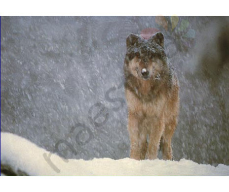 Постер &quot;Волк и снегопад&quot;, размер 40x50, ламинированый