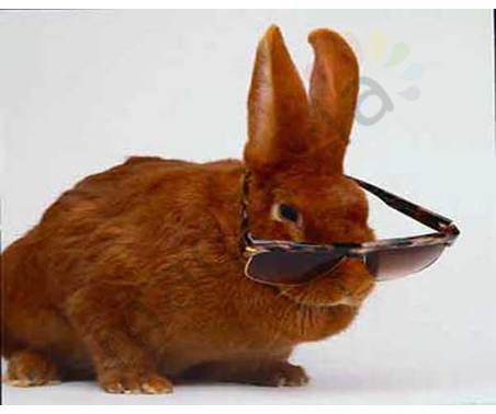 Постер &quot;Кролик в очках&quot;, размер 40x50, ламинированый