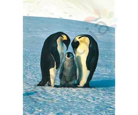 Постер &quot;Семья пингвинов&quot;, размер 40x50, ламинированый