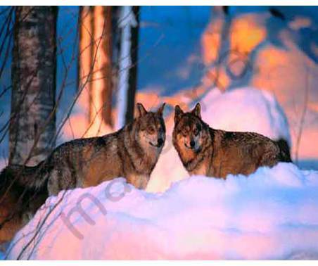 Постер &quot;Два волка в снегу&quot;, размер 40x50