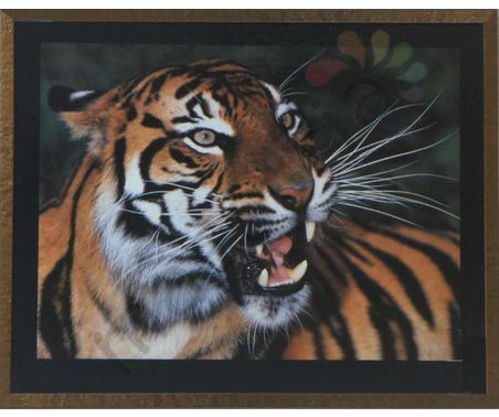 Постер в раме &quot;Рычащий тигр&quot;, размер 40х50, багет 085.43