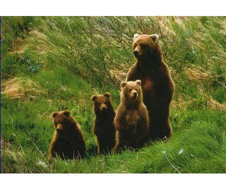 Постер &quot;Медведица и три медвежонка в полный рост&quot;, размер 40x50