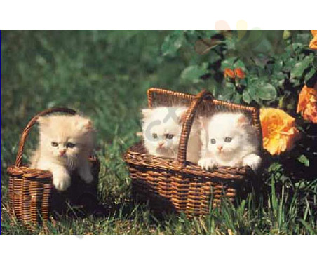 Постер &quot;Три котенка в корзинах&quot;, размер 40х50