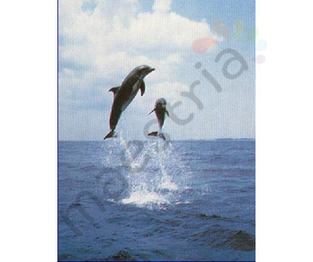 Постер &quot;Два дельфина&quot;, размер 40х50