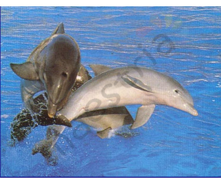 Постер &quot;Три дельфина&quot;, размер 40х50