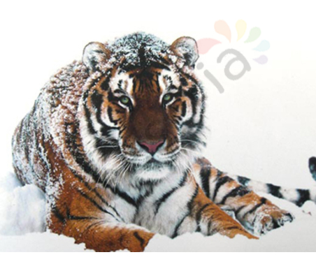 Набор для изготовления алмазной мозаики &quot;Тигр на снегу&quot; размер 48х38 