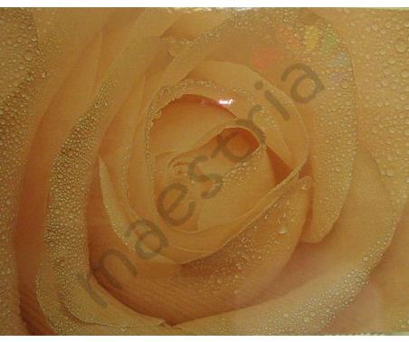 Постер &quot;Розовая роза в росе&quot;, размер 40х50