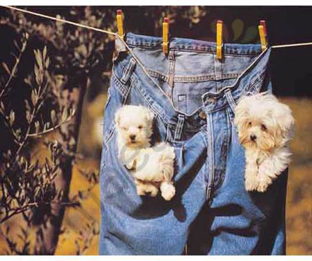 Постер &quot;Три щеночка в карманах джинс&quot;, размер 20х25