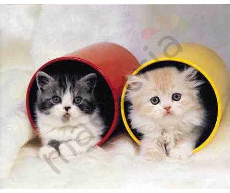 Постер &quot;Два котенка в цилиндрах&quot; (алюм), размер 20х25