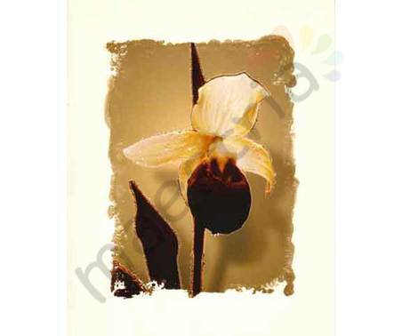 Постер &quot;Сепия. Орхидея&quot;, размер 40х50