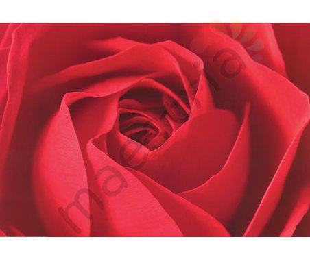 Постер &quot;Роза красная&quot;, р.61x92
