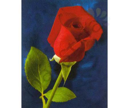 Постер &quot;Красная роза&quot;, размер 40x50, ламинированый