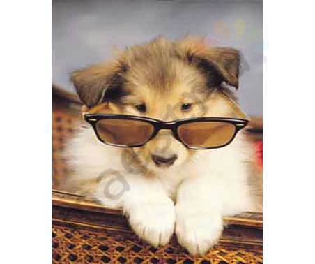 Постер &quot;Собака в очках&quot;, размер 40x50, ламинированый