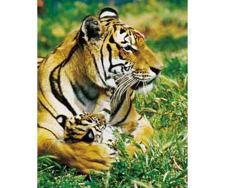 Постер &quot;Тигрица и тигренок&quot;, размер 40x50, ламинированый