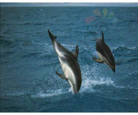 Постер &quot;Два дельфина&quot;, размер 40x50, ламинированый