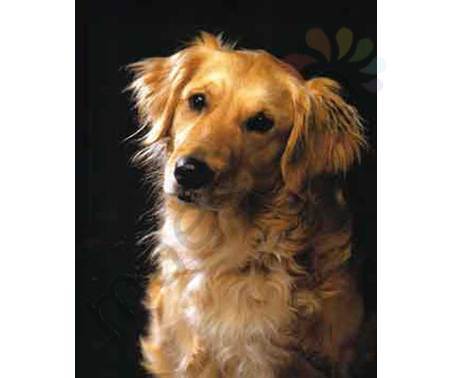 Постер &quot;Портрет собаки&quot;, размер 20х25