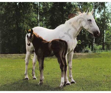 Постер &quot;Белая лошадь и жеребенок&quot;, размер 20х25